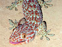 Gecko image