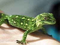 Gecko image