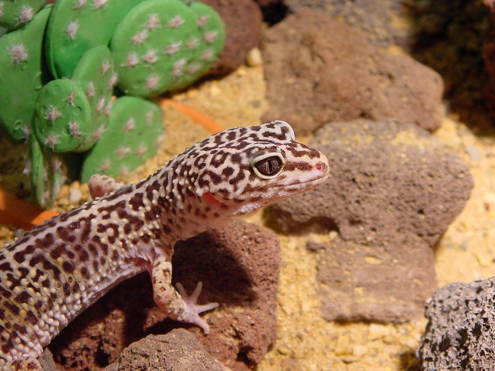 free Gecko wallpaper wallpapers download