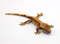 gecko wallpapers