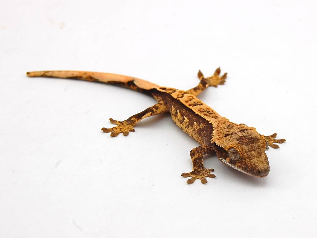 free Gecko wallpaper wallpapers download