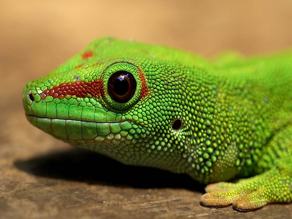 free Gecko wallpaper wallpapers and background