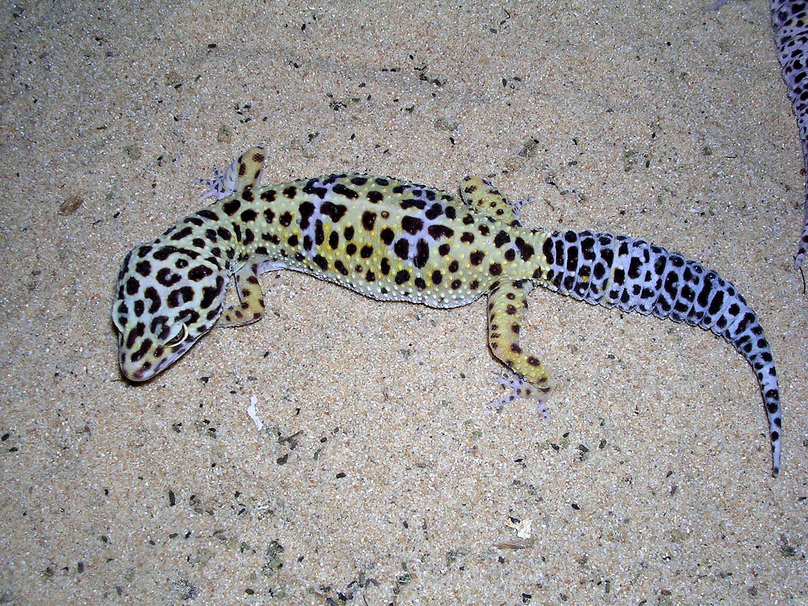 free Gecko wallpaper wallpapers download