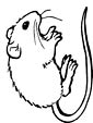 Gerbil coloring page