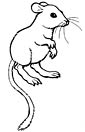 Gerbil coloring page