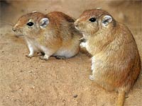 Gerbil image