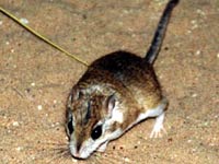 Gerbil image