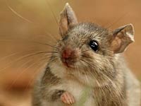 Gerbil image