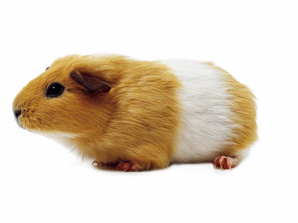 free Gerbil wallpaper wallpapers download