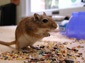 gerbil wallpaper