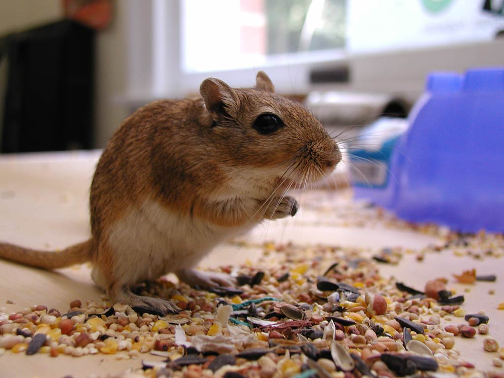 free Gerbil wallpaper wallpapers download