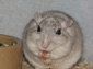 free gerbil wallpaper