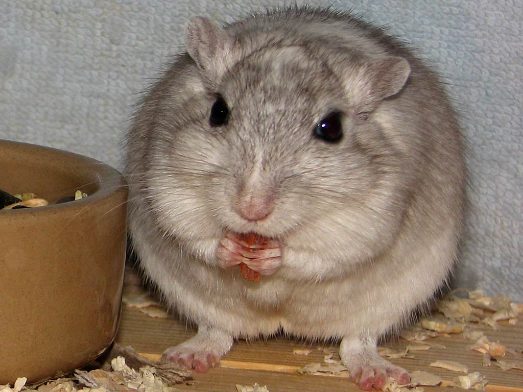 free Gerbil wallpaper wallpapers download