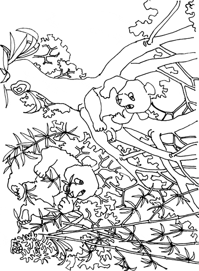 free Giant Panda coloring page