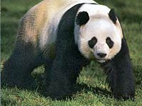 Giant Panda image