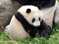 Giant Panda picture