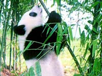 Giant Panda image
