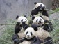Giant Panda wallpaper