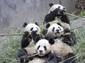 giant panda