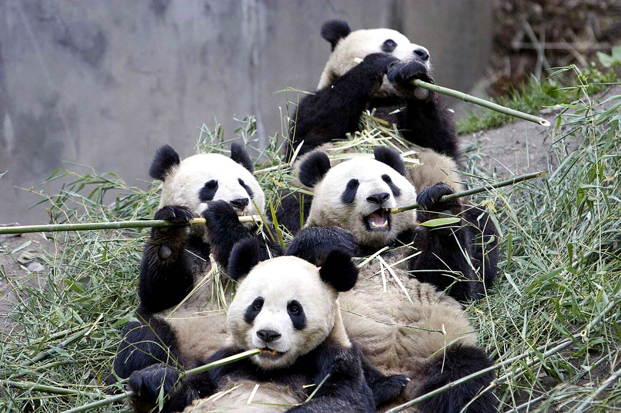 free Giant Panda wallpaper wallpapers download