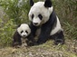 giant panda wallpaper