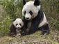 Giant Panda wallpaper