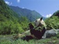 free giant panda wallpaper