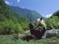 Giant Panda wallpaper