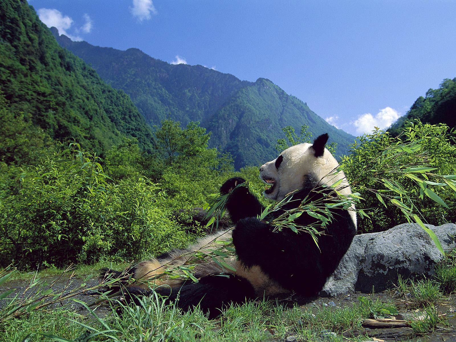 free Giant Panda wallpaper wallpapers download