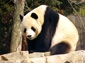 giant panda desktop wallpaper
