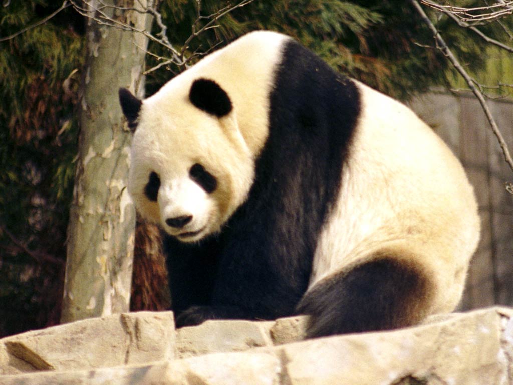 free Giant Panda wallpaper wallpapers and background