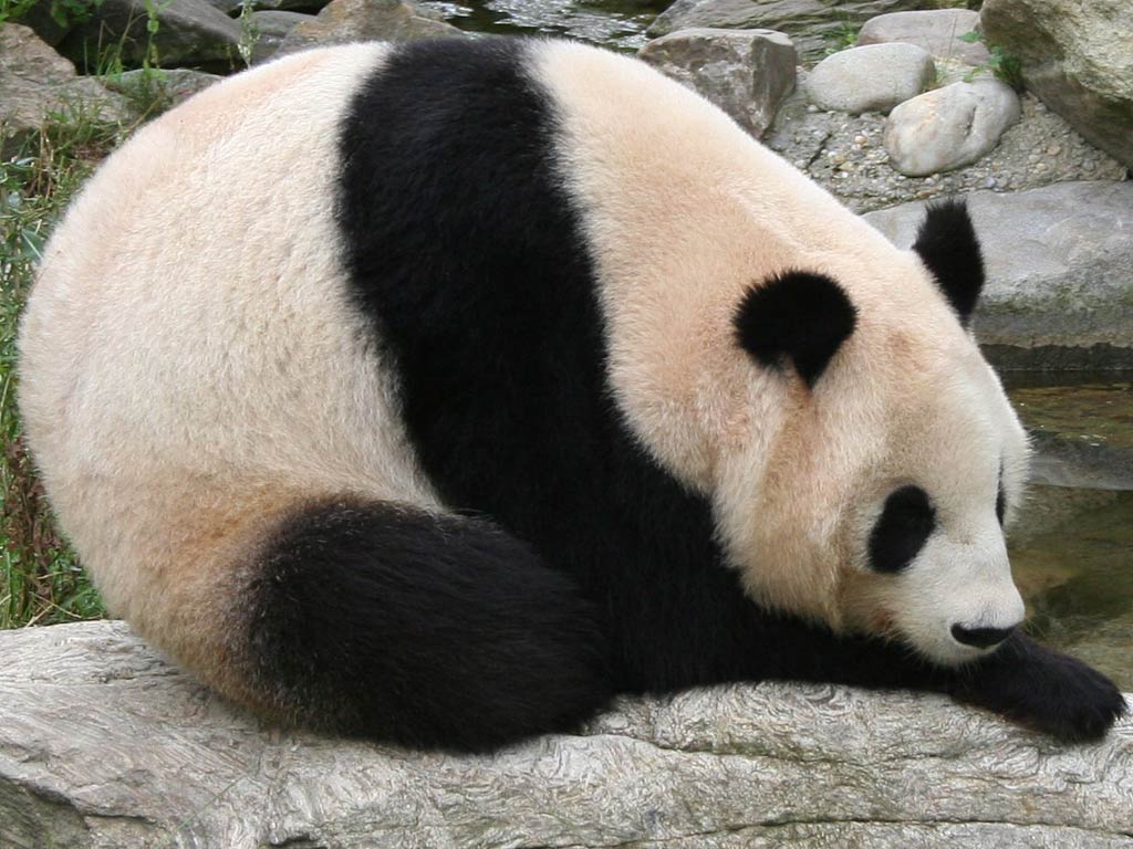 free Giant Panda wallpaper wallpapers download