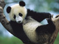 giant panda picture