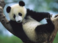 Giant Panda wallpaper