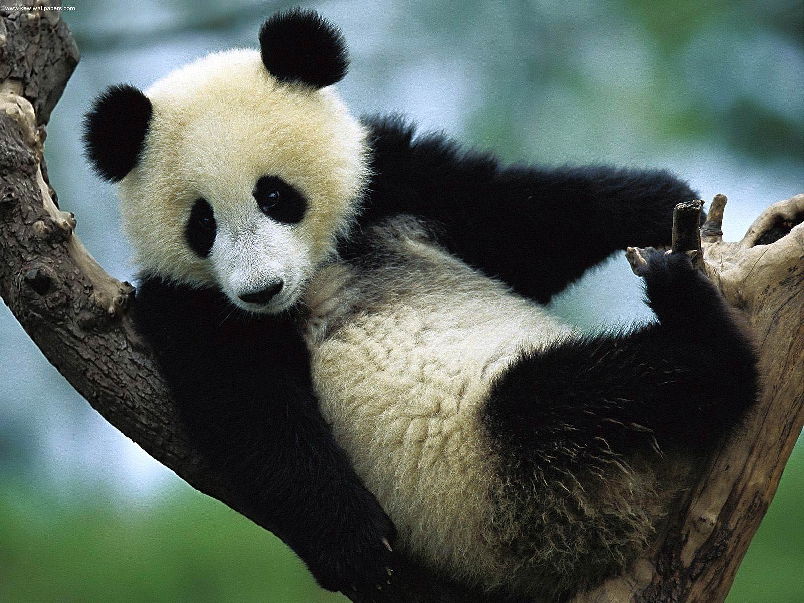 free Giant Panda desktop wallpaper wallpapers Desktop and Mobile