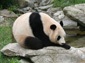 giant panda wallpaper