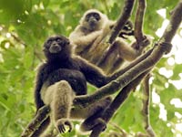 Gibbon picture