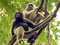 Gibbon picture