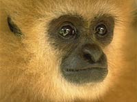 Gibbon image