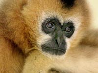 Gibbon image