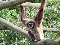 Gibbon image