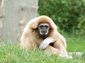 gibbon wallpaper