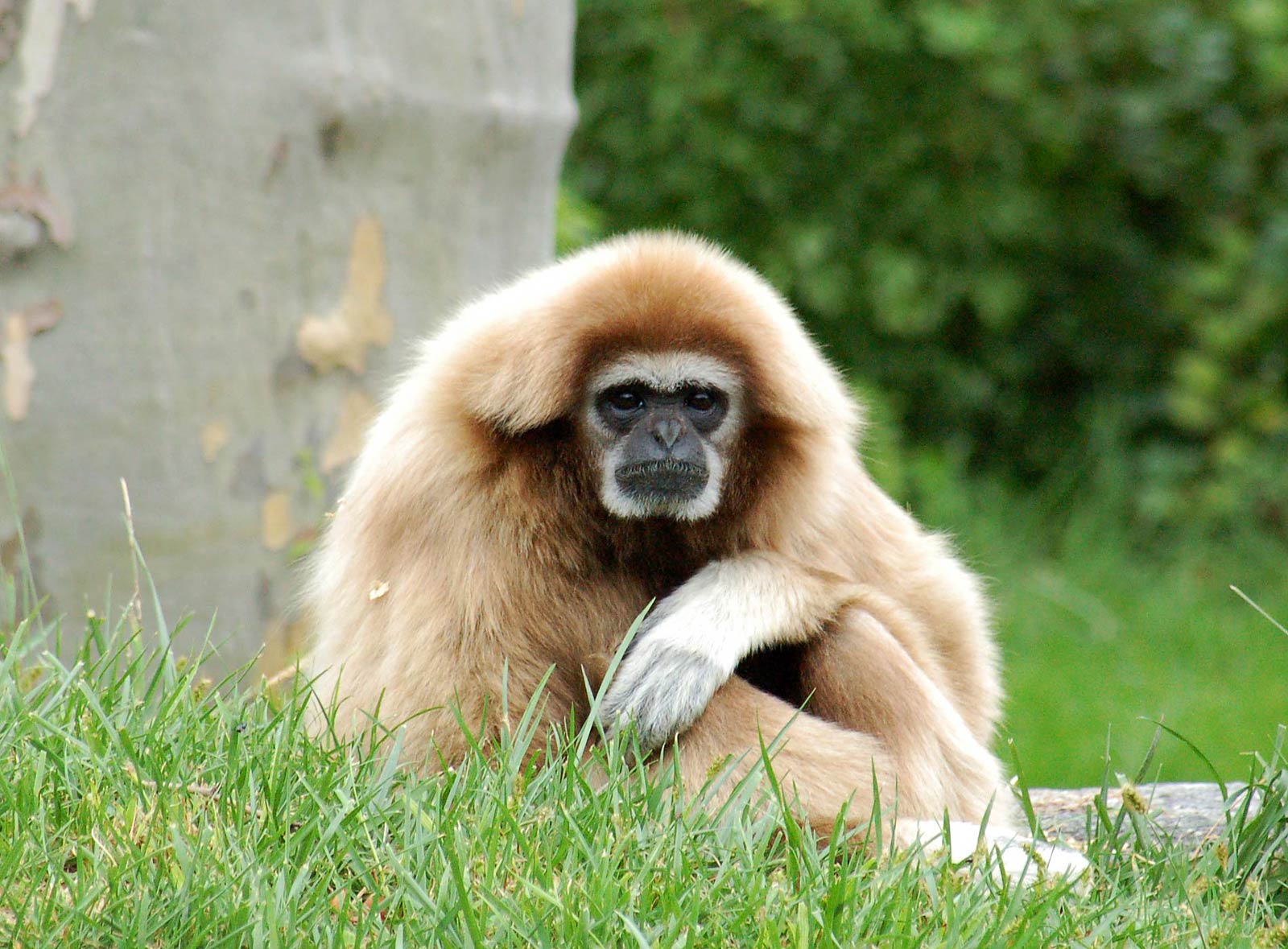 free Gibbon wallpaper wallpapers download