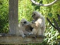 gibbon wallpapers