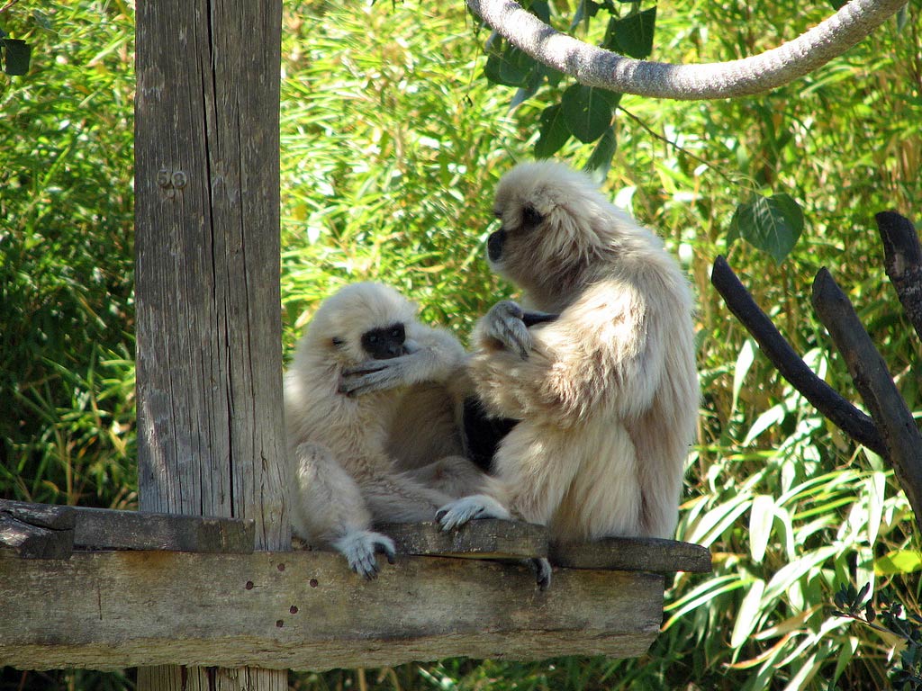 free Gibbon wallpaper wallpapers download