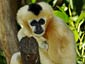 Gibbon wallpaper