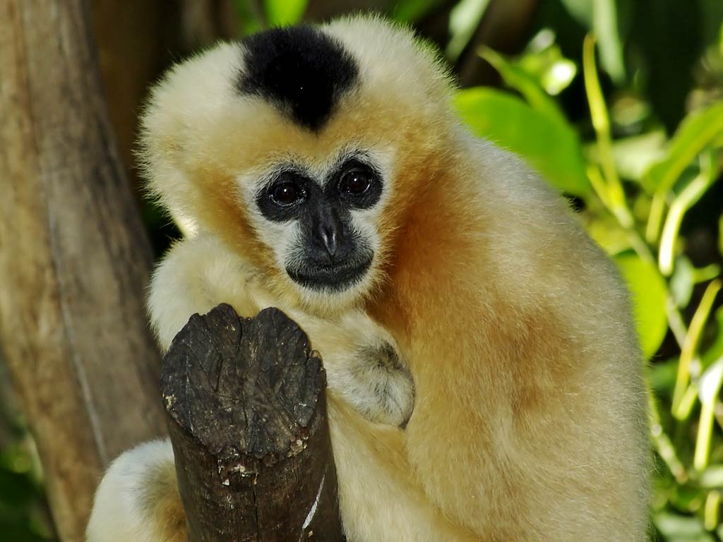 free Gibbon wallpaper wallpapers and background