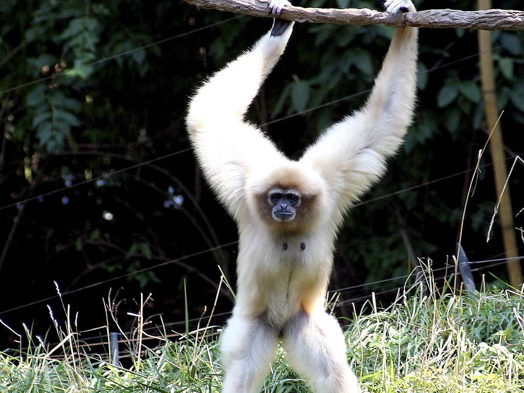 free Gibbon wallpaper wallpapers download