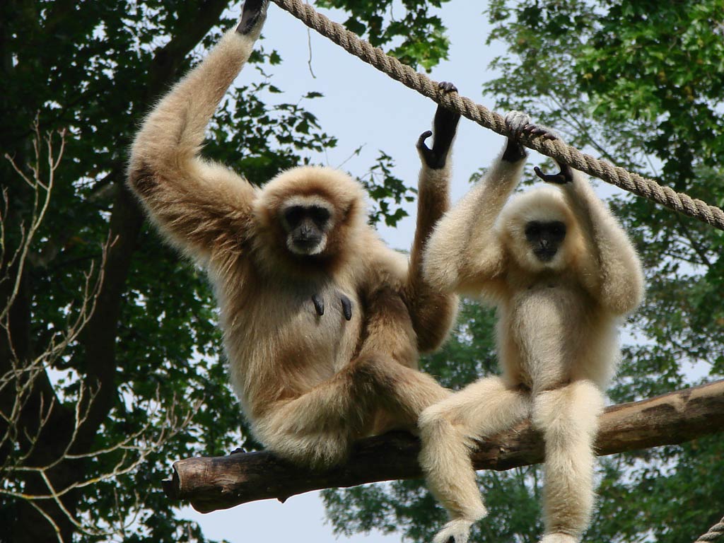 HD wallpaper white monkey gibbon whitehanded gibbon primate zoo  tiergarten  Wallpaper Flare