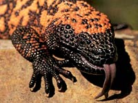Gila monster picture